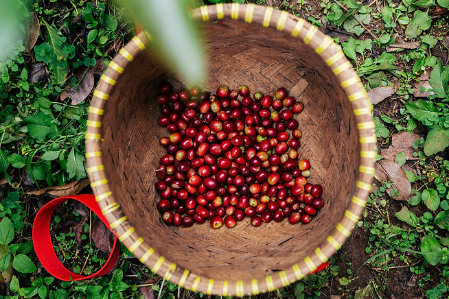 Picking+coffee+cherries+West+Java.jpeg