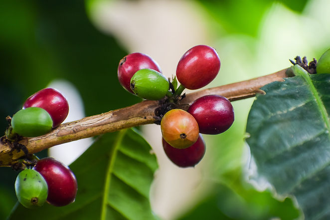 coffee-plant-coffee-beans-on-vine-coffee-harvest-3989675.jpg