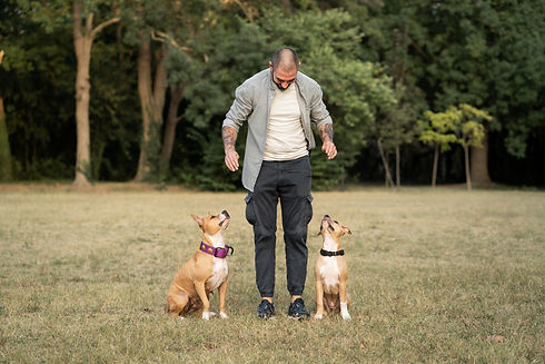 man-training-his-pitbull-dogs.jpg