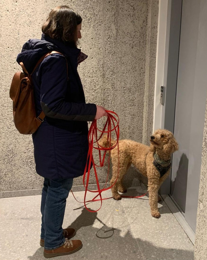Hund vor einem Aufzug