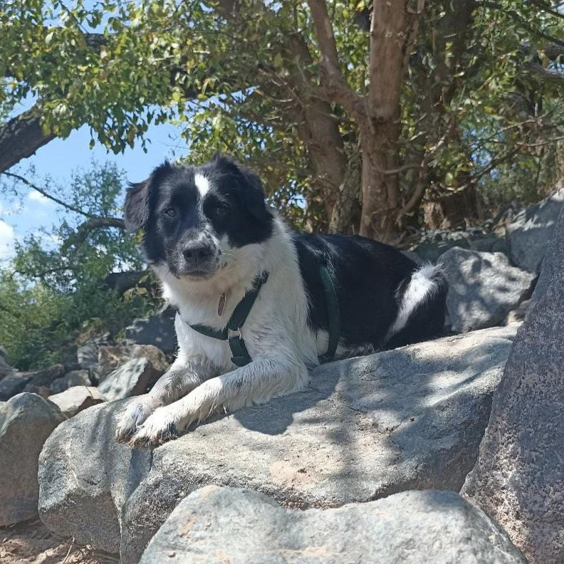 Hund auf Stein liegend