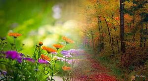 flowers and autum.jpg