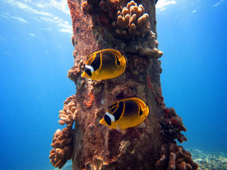 Aloha Maui Diving