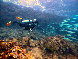 Planning your first scuba dive in Maui? Learn exactly what to expect during a beginner scuba diving experience with Aloha Maui Diving. From completing your medical questionnaire and attending a detailed safety briefing to practicing essential scuba skills in shallow water, your professional instructor guides you through every step. Once you are comfortable, explore Maui’s coral reefs and look for colorful reef fish, honu, moray eels, octopuses, eagle rays, and other marine life.