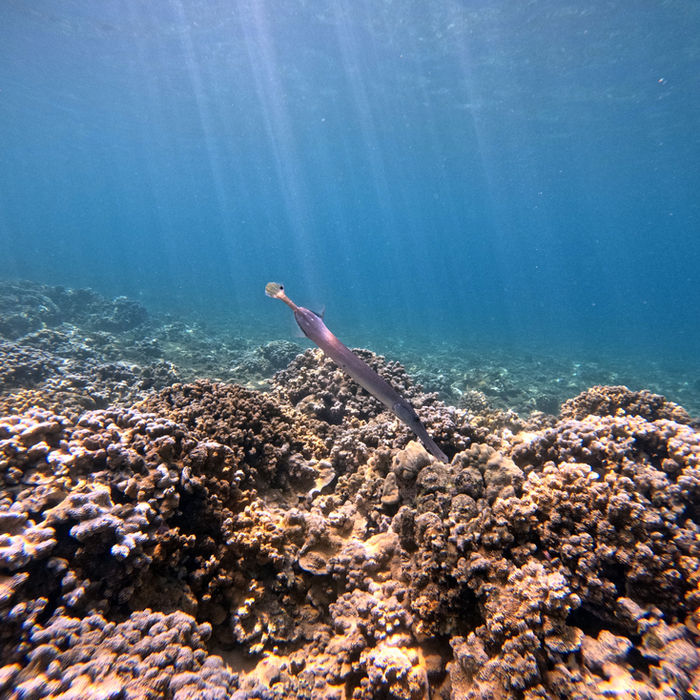 Maui Scuba Diving