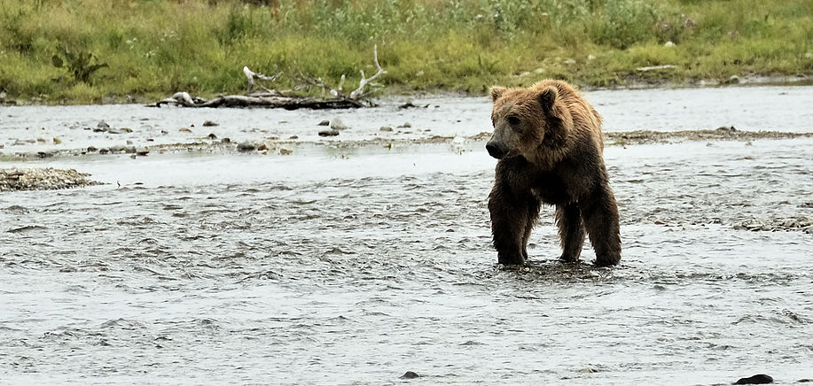 Brown Bear In Alaska Watching For Salmon