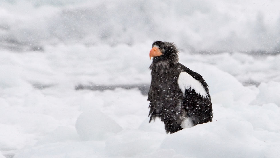 Steller's Sea Eagle_3187.jpg