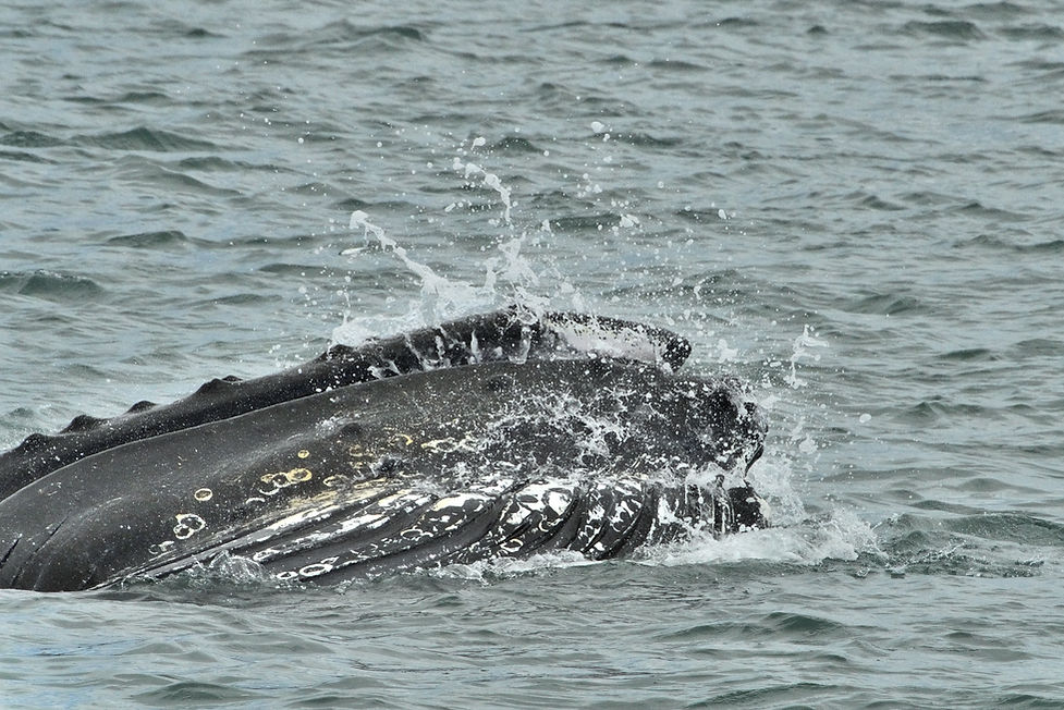 Humpback Whale Feeding