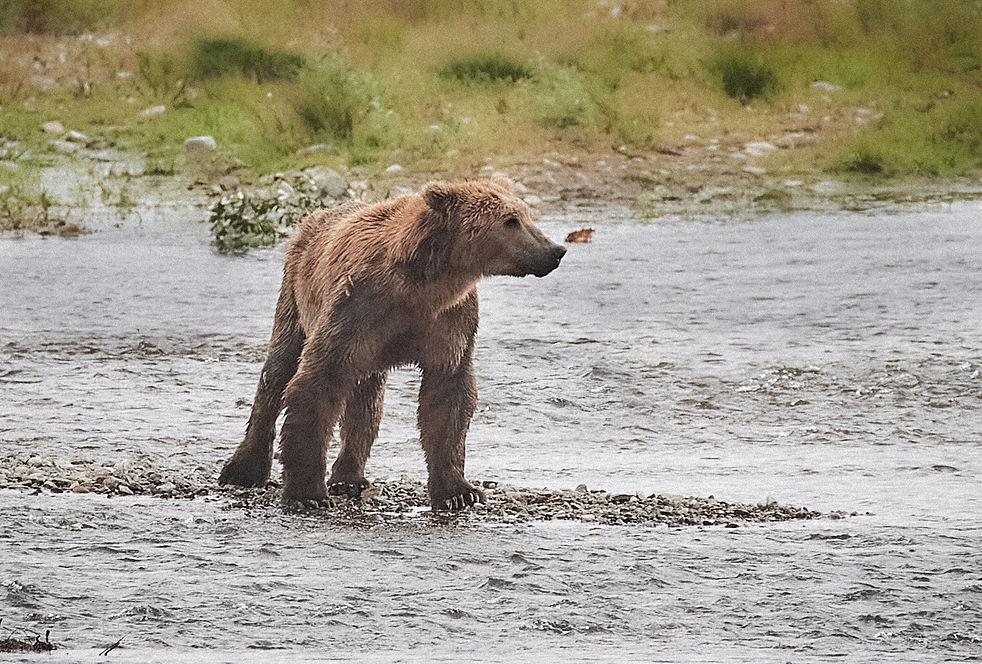 Salmon Hunt _0272_1.jpg