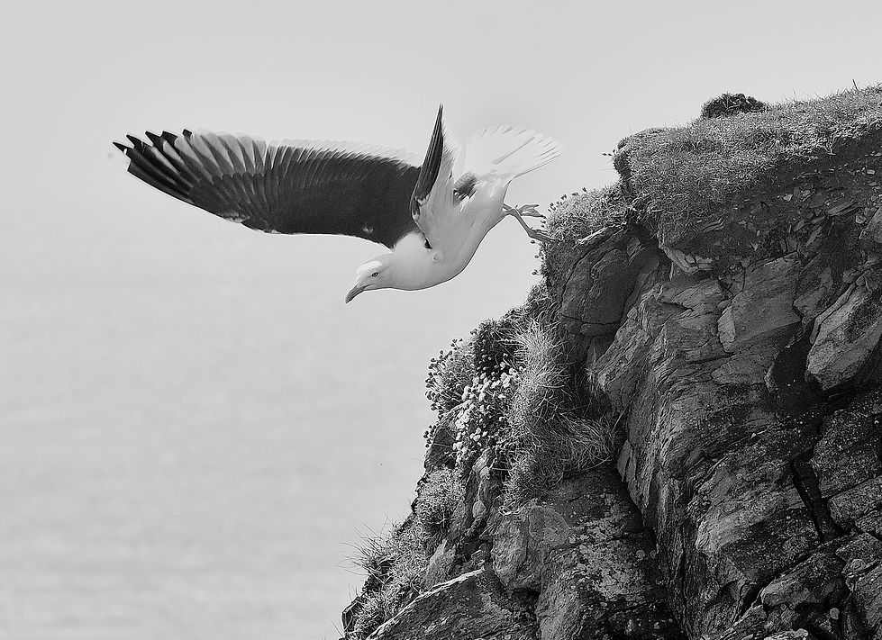 Petrel In Shetland Islands
