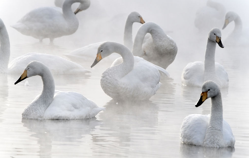 Whooper Swans Swimming In Water From Hot Springs