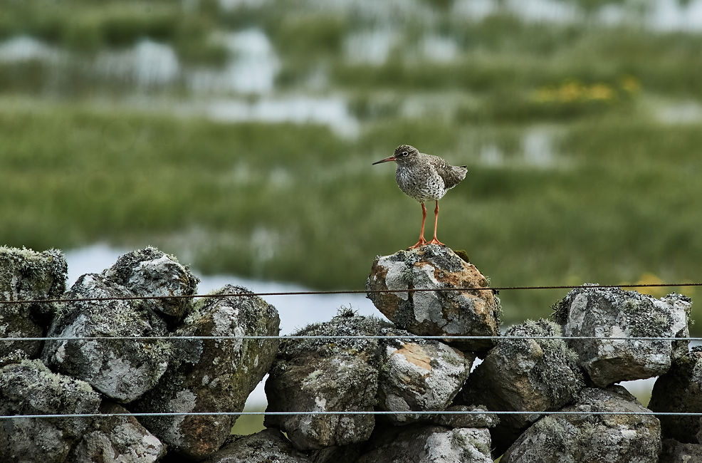 Golden Plover Crop_0297.jpg