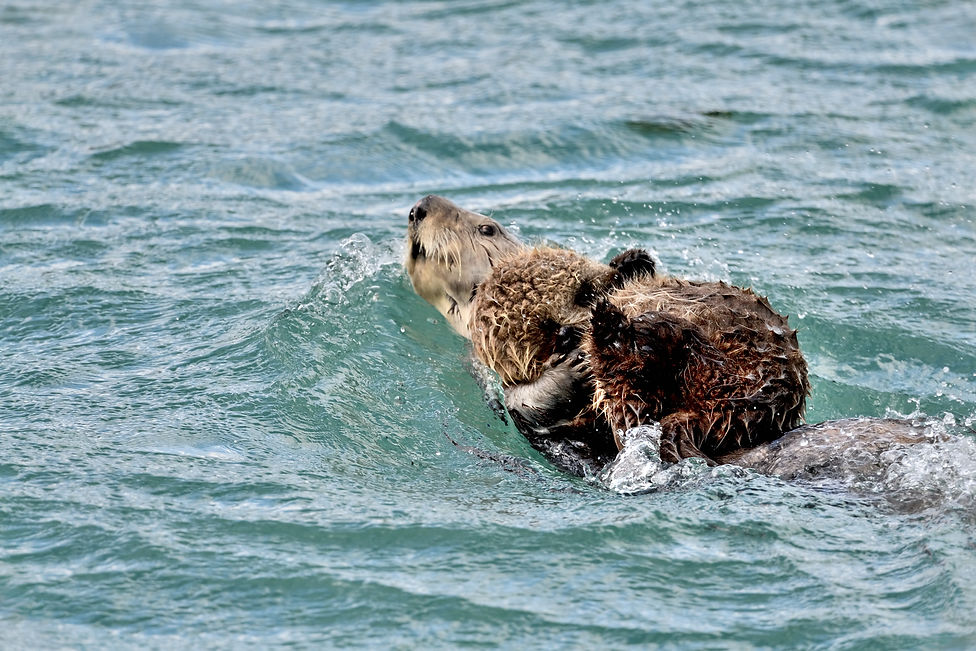Sea Otter and Pup Alaska