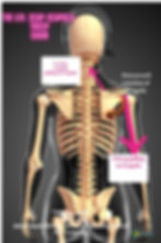 A skeleton from the back showing the chain of movement between the Triceps and Levator Scapulae muscles. Arrows are used to indicate direction of muscular pull. A black circular arrow indicating rotation of scapulae as a result of the two muscles.