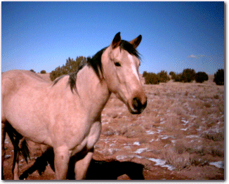 Wild Horse2