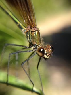 dragonfly