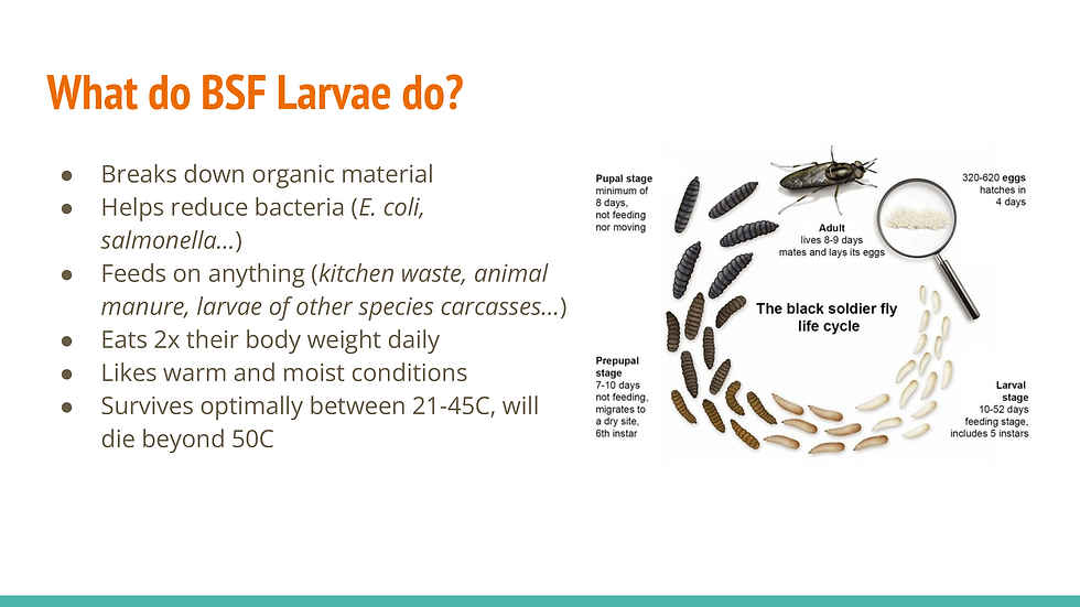 Black Soldier Fly Larvae_002