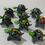 Thumbnail: Animals With Bobble Heads