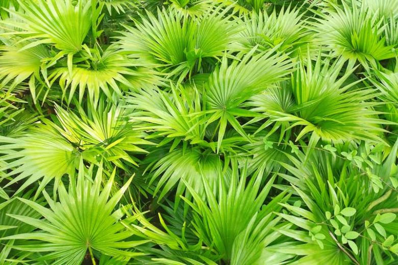 Lush green palm leaves of saw palmetto densely cover the image, creating a vibrant and fresh tropical atmosphere with varied shades of green.