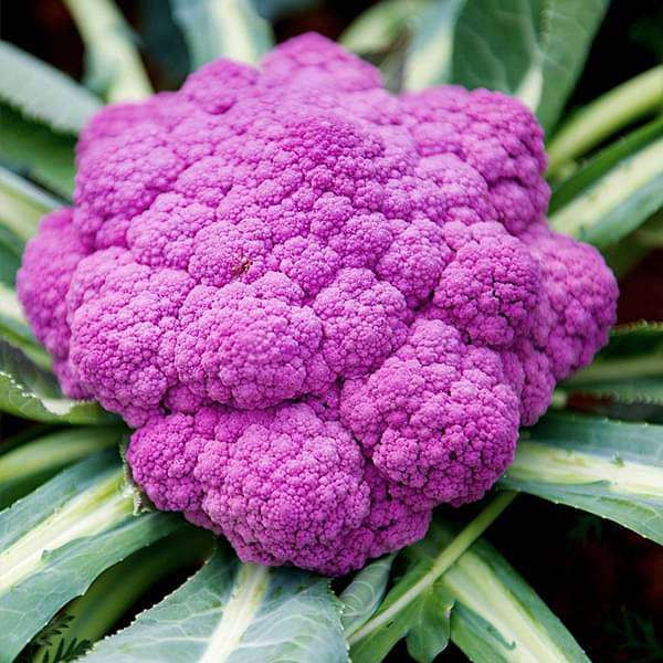 Cauliflower Di Sicilia Violetto Vegetable Seeds - seeds product image 1