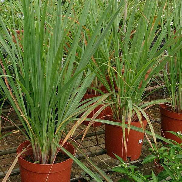 Lemon Grass Herb Seeds - seeds product image 1