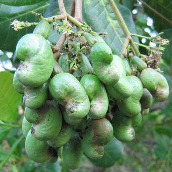 Cashew, Kaju Seeds - 500 g - seeds product image 1