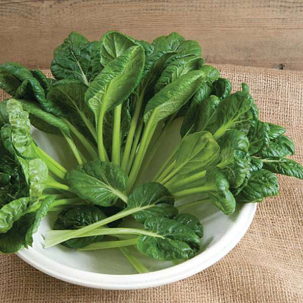 Tatsoi, Spinach Mustard Green Vegetable Seeds - seeds product image 1
