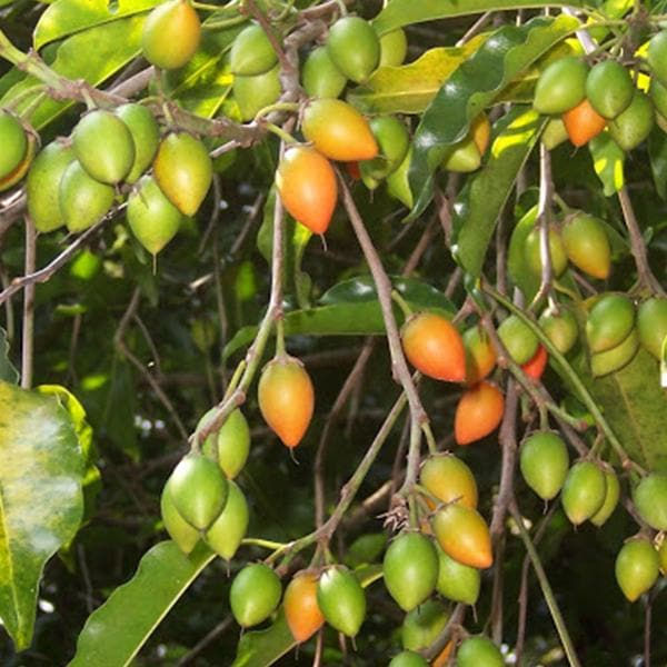Mimusops Elengi Seeds - 500 g - seeds product image 2