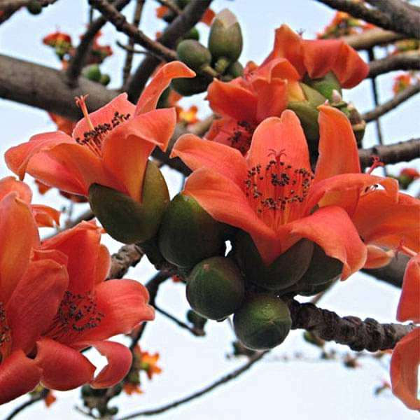 Salmalia Malabarica, Cotton Tree Seeds - 500 g - seeds product image 1