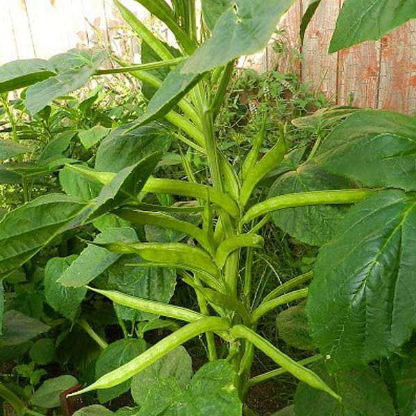 Guar Pusa Nova - Desi Vegetable Seeds - seeds product image 1