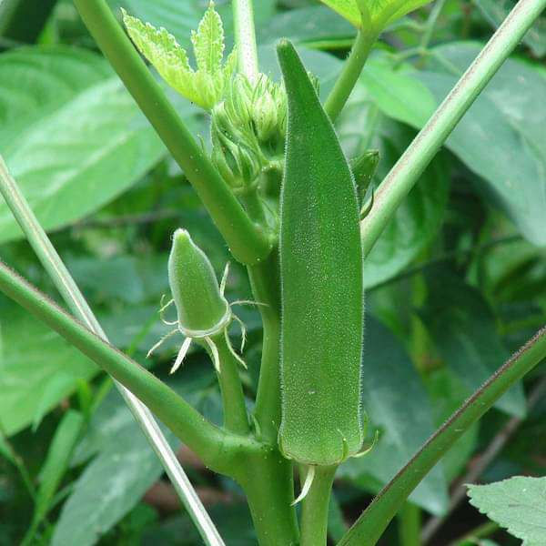 Bhindi, Okra F1 No.3 Vegetable Seeds - seeds product image 1