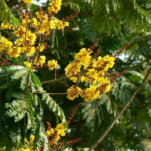 Peltophorum Ferrugineum, Peela Gulmohar Seeds - 500 g - seeds product image 1