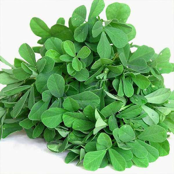 Methi Shalimar Improved - Organic Vegetable Seeds - seeds product image 1