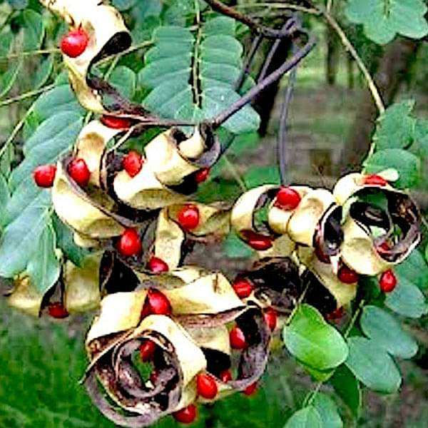 Adenanthera Pavonina, Red Lucky Seeds - 500 g - seeds product image 1