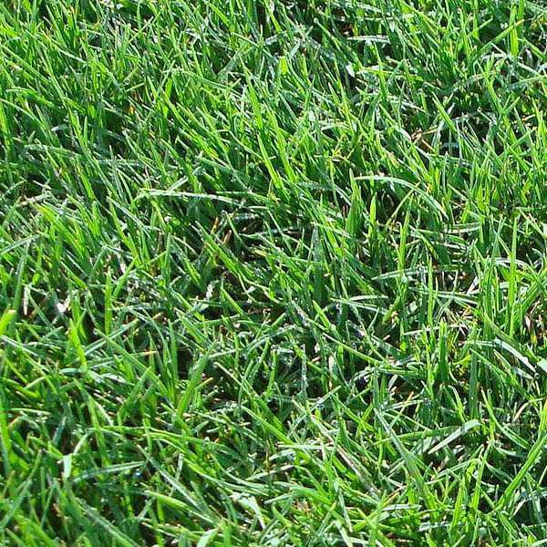 Bermuda Lawn Grass Seeds - 500 g - seeds product image 1