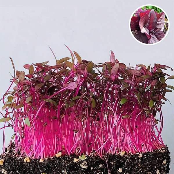 Amaranthus, Choulai Red Leaf - Microgreen Seeds - seeds product image 1