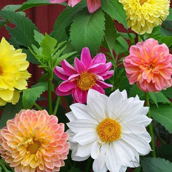 Dahlia Unwin Hybrids Mixed Color Flower Seeds - seeds product image 1