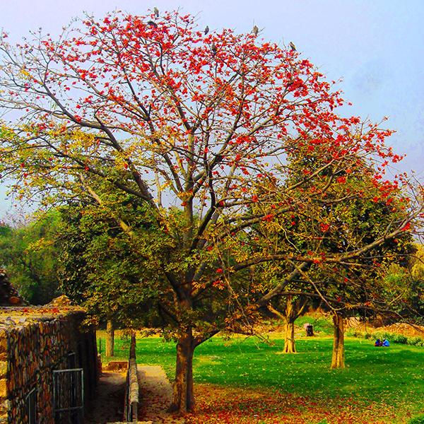 Salmalia Malabarica, Cotton Tree Seeds - 500 g - seeds product image 2
