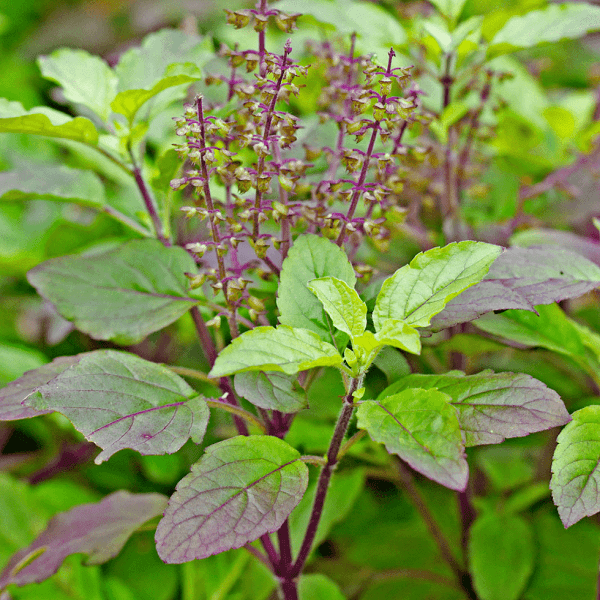 Krishna Tulsi, Tulsi (Black) Seeds - 500 g - seeds product image 1