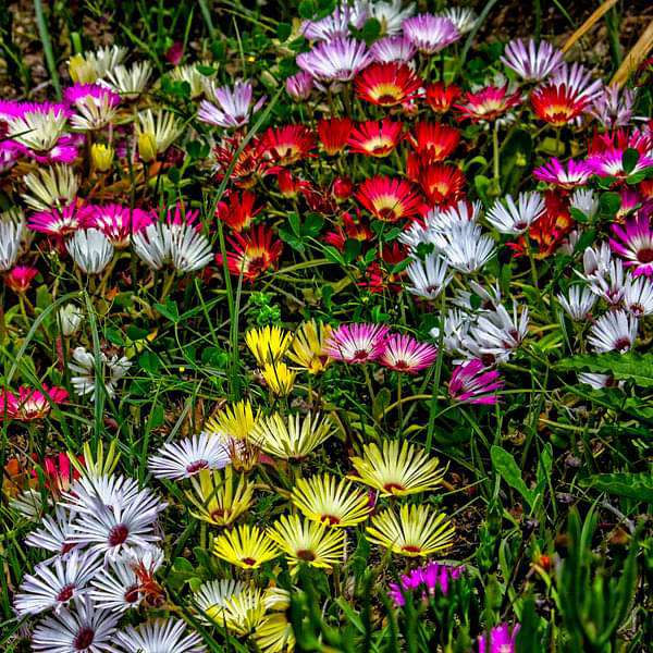 Mesembryanthemum, Ice Plant Mixed Color Flower Seeds - seeds product image 1