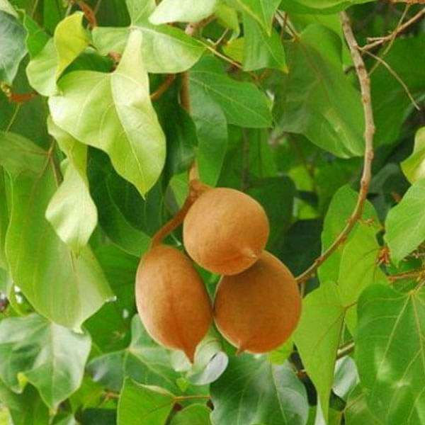 Sterculia Alata, Buddha Coconut Seeds - 500 g - seeds product image 1
