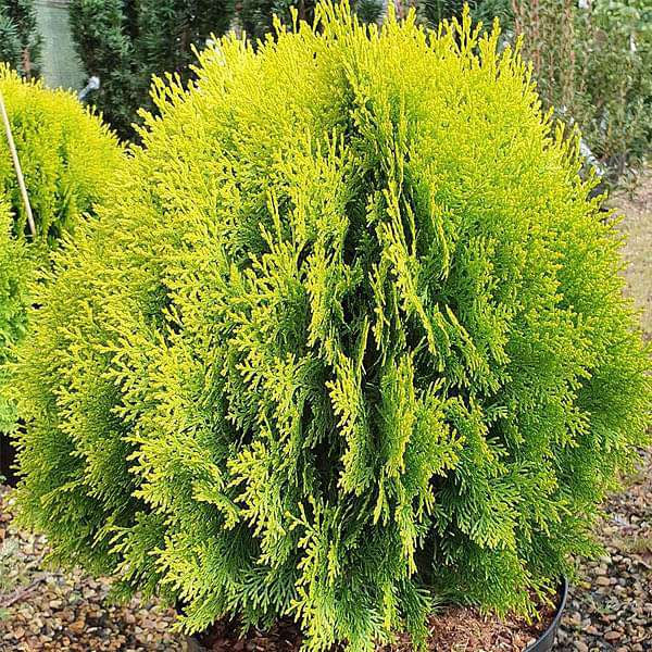 Thuja Compacta Seeds - 500 g - seeds product image 1