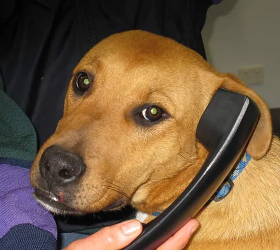 warwick veterinary clinic