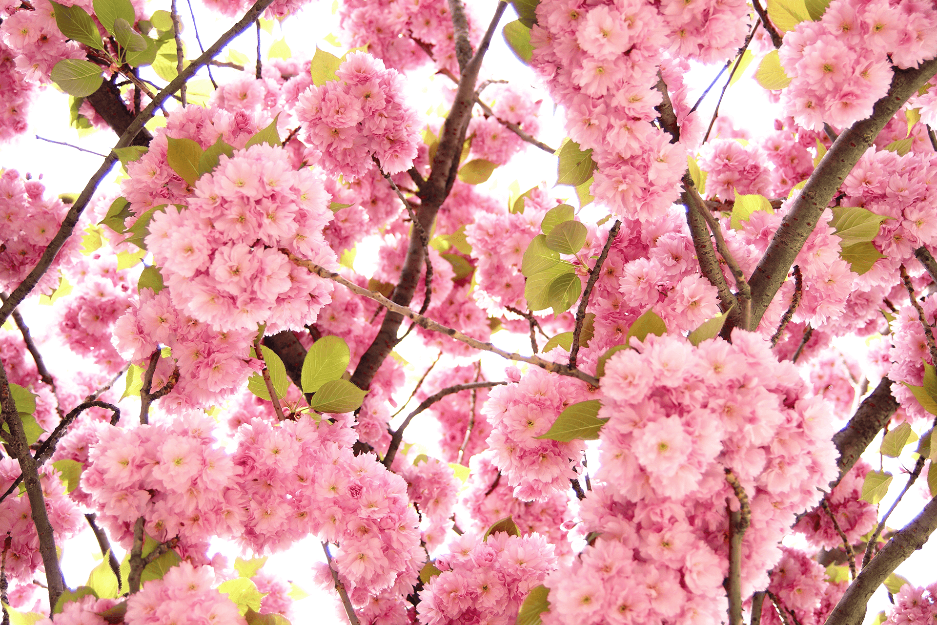 Flowers rose 1, impression sur plexiglas