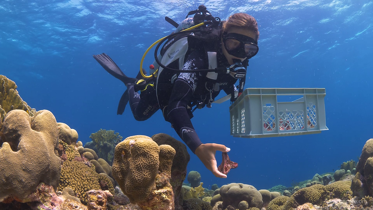 OutplantingSeedingUnitson_Curacao_SECORE_ReefPatrol.png