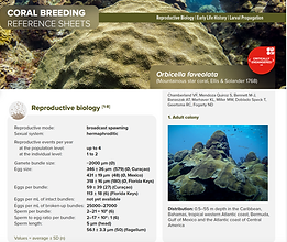 CBRS - Orbicella faveolata