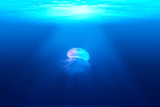 sea-water-ocean-light-underwater-biology