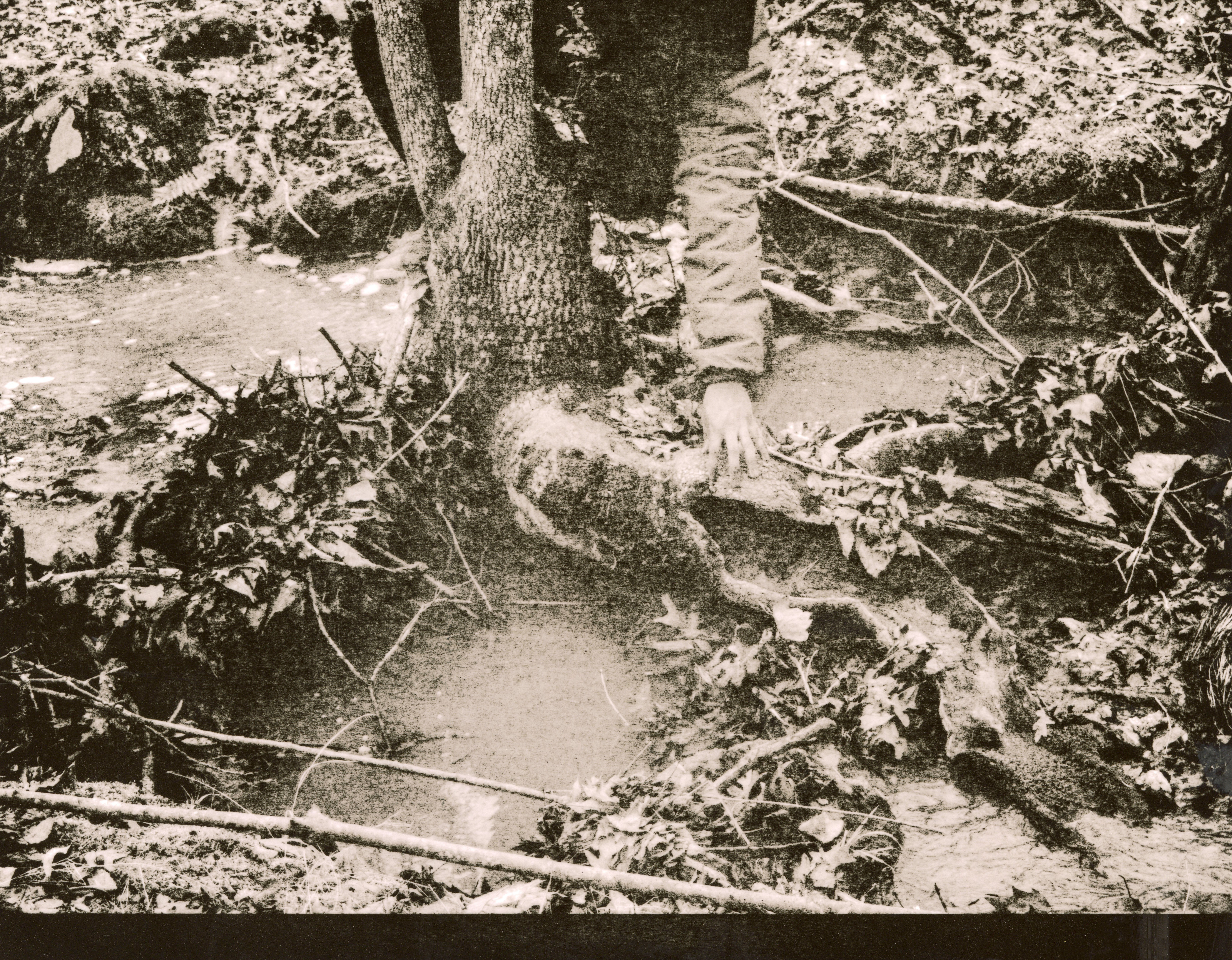 Black Born in the Woods (Lith Print Edition)