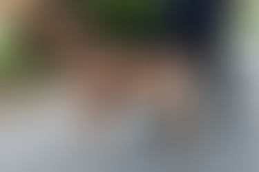 XL Bully according to UK government guidelines