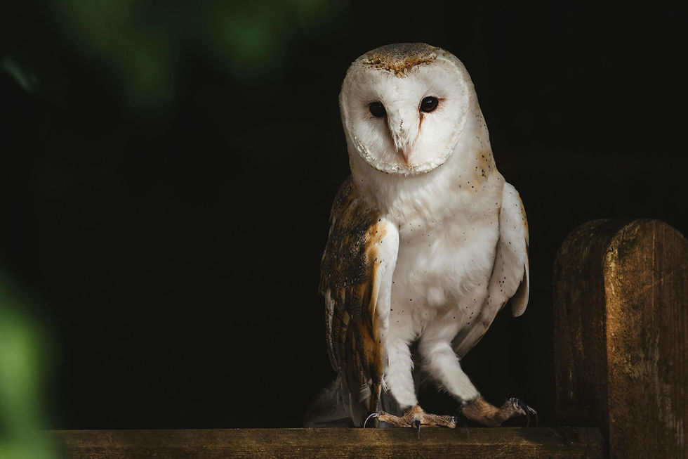 barn owl.jpg